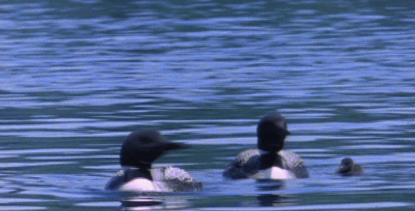 Family of Loons Calling and Swimming:Sequence