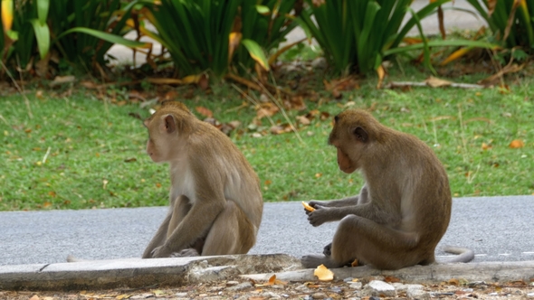 Two Monkeys Sitting on the Ground Eating Food at the Khao Kheow Open Zoo. Thailand alt