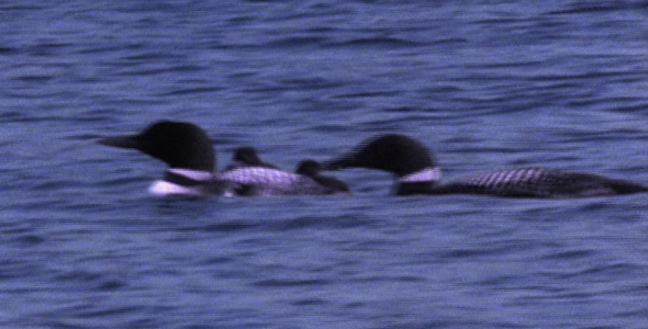 Loon Parents Feed day Old Chicks 2 alt
