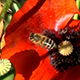 Three Red Poppies and Bees Three Red Poppies and Bees - VideoHive Item for Sale