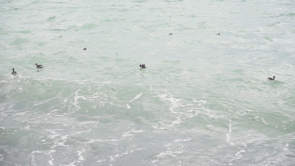 Ducks Rock on the Waves