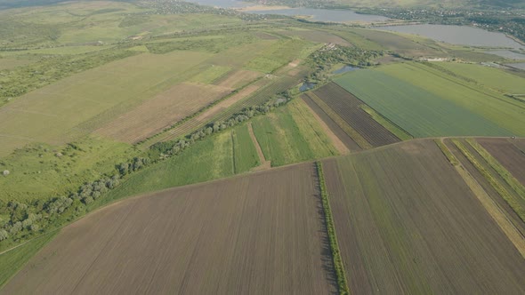 Aerial View of Agricultural Fields Corn Crops Field From Drone Point Of View and a Small Lake alt
