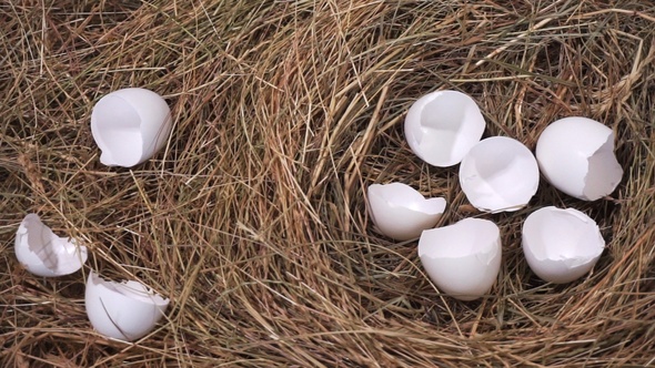 Eggshell In a Nest