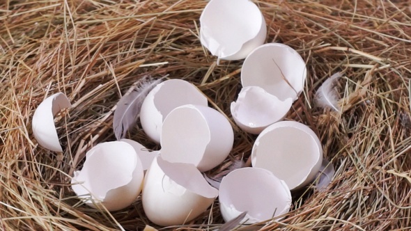 Broken Egg Shells In The Nest