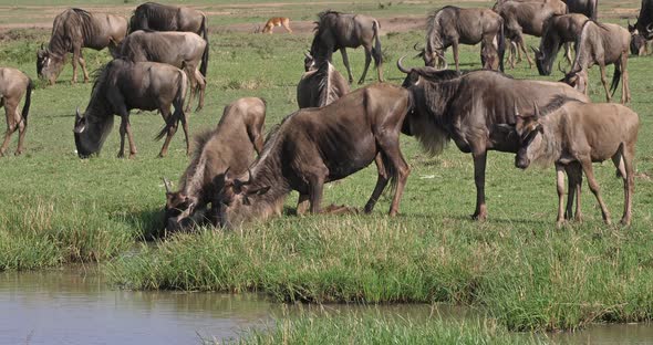 Blue Wildebeest, connochaetes taurinus, Herd during Migration, Masai Mara park in Kenya alt