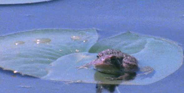 Toad Pivots on Lilly Pad