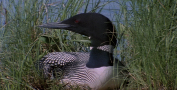 Two Great Loon Portraits:Sequence