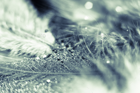 macro shot of feather and glitter Stock Photo by zdenkadarula | PhotoDune