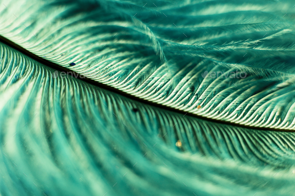 macro shot of feather and glitter Stock Photo by zdenkadarula | PhotoDune