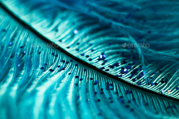 macro shot of feather and glitter - Stock Photo - Images