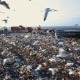 Garbage Dump. Hungry Gulls Are Looking for Food Among the Waste - VideoHive Item for Sale