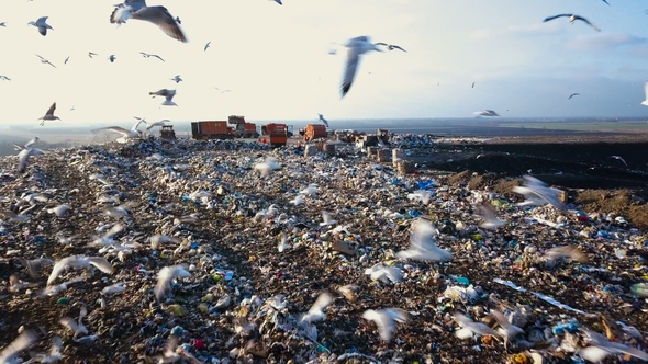 Garbage Dump. Hungry Gulls Are Looking for Food Among the Waste alt