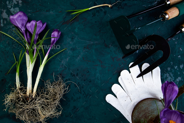 Gardening tools, crocus flower. spring - Stock Photo - Images