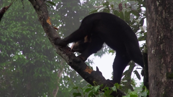 Sun Bear (Helarctos Malayanus) Looking for Food alt