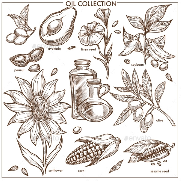 Oil Collection of Natural Ingredients Isolated - Food Objects