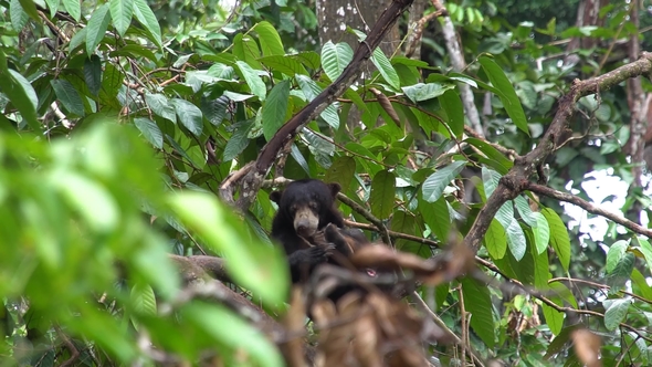 Sun Bear (Helarctos Malayanus) Relaxing on Tree alt
