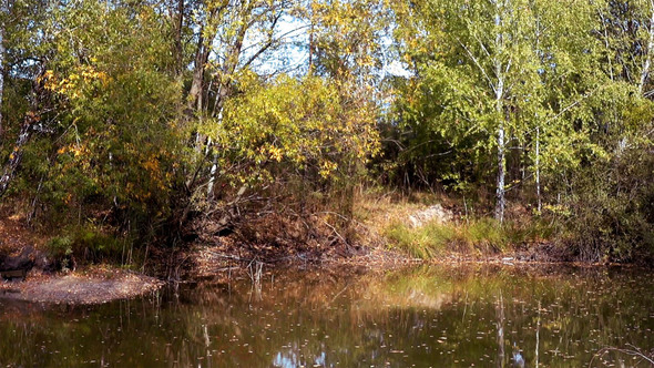 Trees Over a Pond in Autumn day