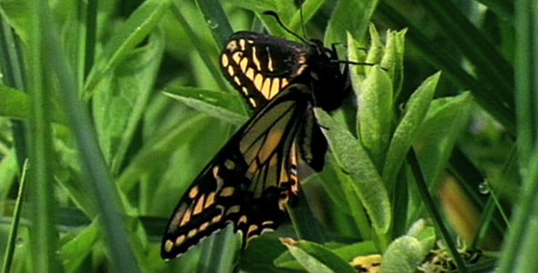 Swallowtail Opening Wings
