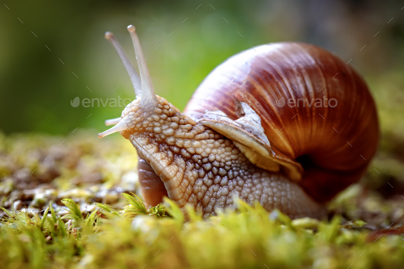 Helix pomatia also Roman snail, Burgundy snail - Stock Photo - Images