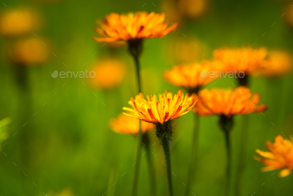 Crepis alpina - Abstract background of Alpine flowers - Stock Photo - Images