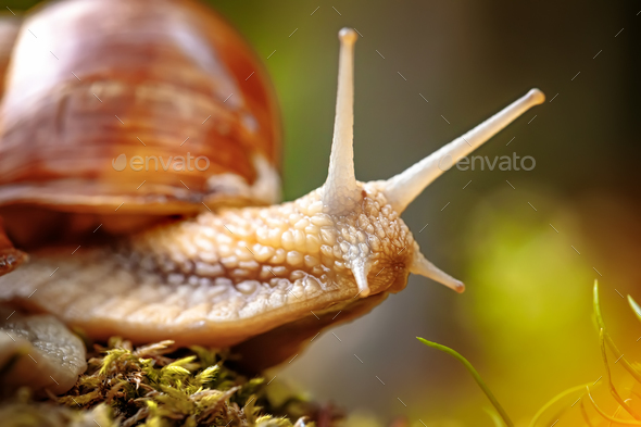 Helix pomatia also Roman snail, Burgundy snail - Stock Photo - Images