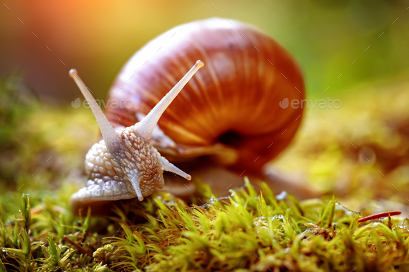 Helix pomatia also Roman snail, Burgundy snail - Stock Photo - Images