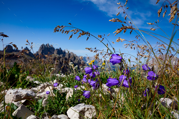 Abstract background of Alpine flowers. - Stock Photo - Images