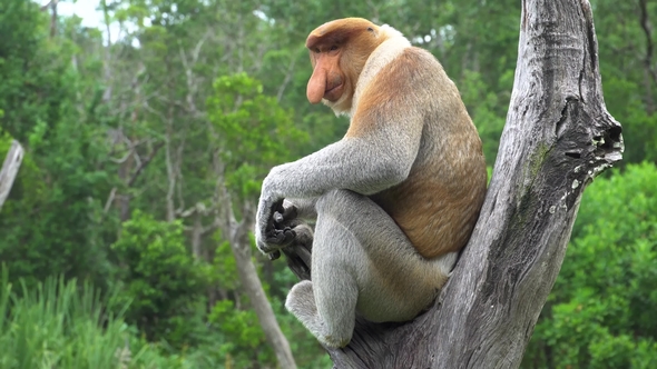 Male Proboscis Monkey (Nasalis Larvatus) Sitting on Tree Branch. Endangered Endemic Borneo Animal alt