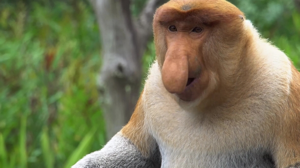Male Proboscis Monkey (Nasalis Larvatus) Chewing Food. Endangered Endemic Borneo Animal alt