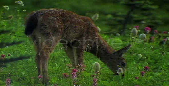 Mule Deer & Fawn in Flowers:Sequence