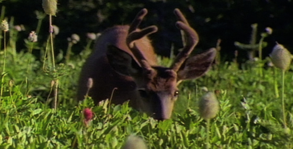 Deer in Flowered Meadow:2 shot Sequence