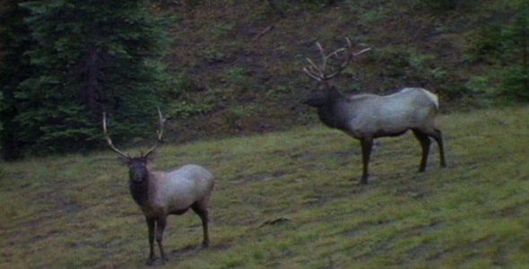 Bull Elk in Open Forest: Sequence