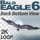 Bald Eagle-6 Back Bottom View - VideoHive Item for Sale