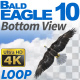 Bald Eagle-10 Circling Loop - VideoHive Item for Sale