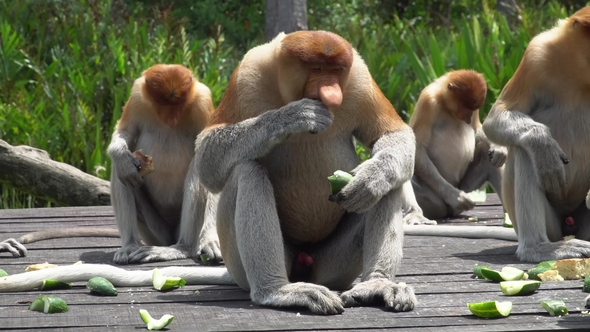Group of Proboscis Monkey (Nasalis Larvatus) Eating on Feeding Platform. Endangered Endemic Borneo alt