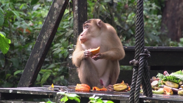 Long Tailed Macaque (Macaca Fascicularis) Eating Fruit at Feeding Platform alt
