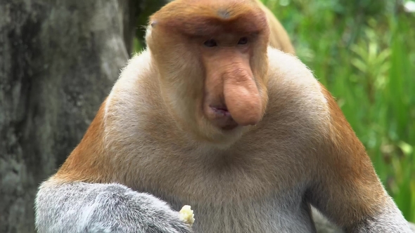 Male Proboscis Monkey (Nasalis Larvatus) Chewing Food. Endangered Endemic Borneo Animal alt