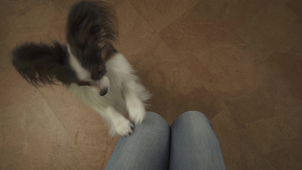 Dog Papillon Claps His Paws on the Knees of His Master Begging for Treat Stock Footage Video alt