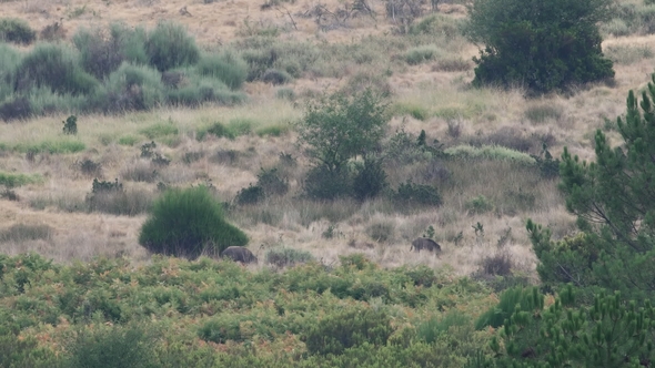 Two Wild Boar Feeding in the Bush