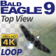 Bald Eagle-9 Circling Loop - VideoHive Item for Sale