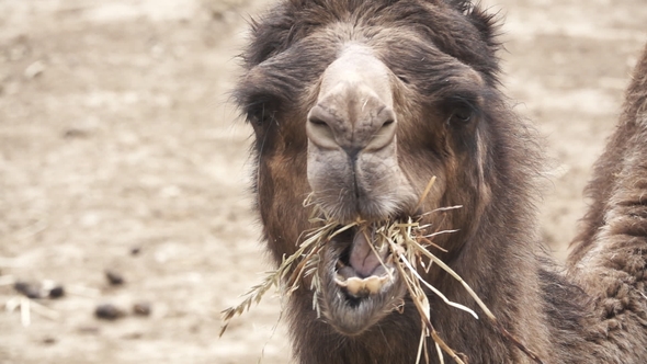 Dromedary Chewing in Super