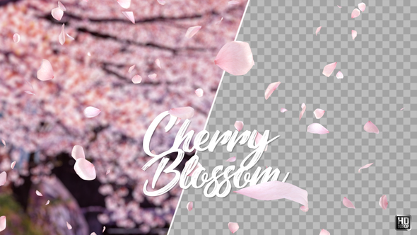 Cherry Blossom By Victorybox Videohive