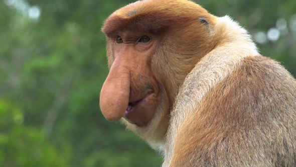 Male Proboscis Monkey (Nasalis Larvatus) Scratching Nose Endangered Endemic Borneo Animal alt