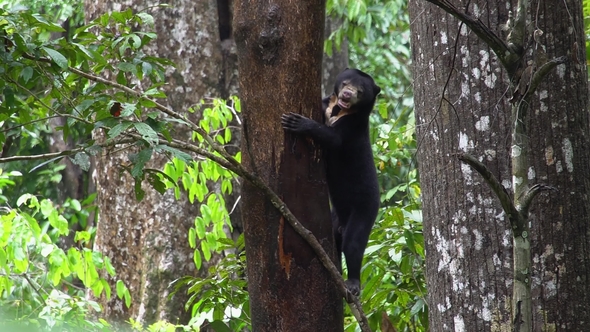 Sun Bear (Helarctos Malayanus) Looking for Food alt