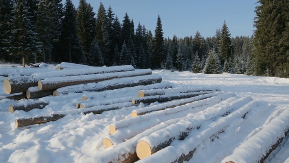 Pile of Logs on Snow in Forest