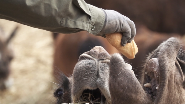 Feeding Dromedary Camel with Baguette in