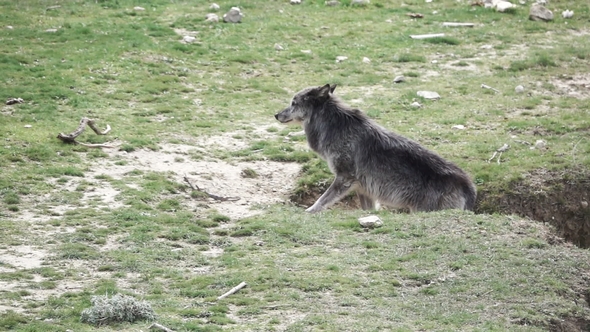 Canadian Wolf Going Up in the Ground