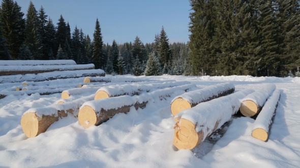 Pile of Logs on Snow in Forest