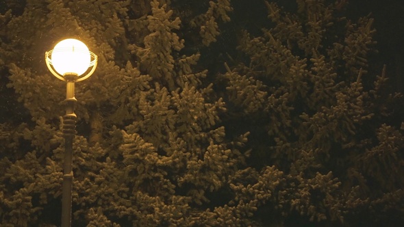 Lantern In City Park During Winter Night
