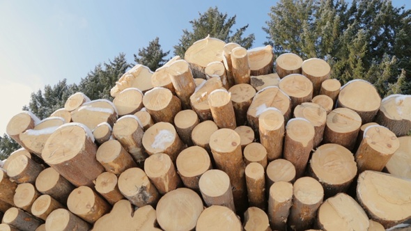 Pile of Logs on Snow in Forest